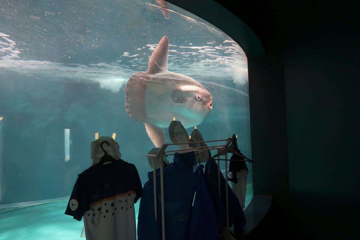 Aquarium tapes human cutout to tank after sunfish refuses to eat alone