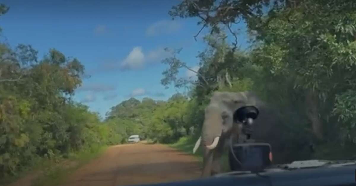 Moment elephant charges at family’s van in search for food