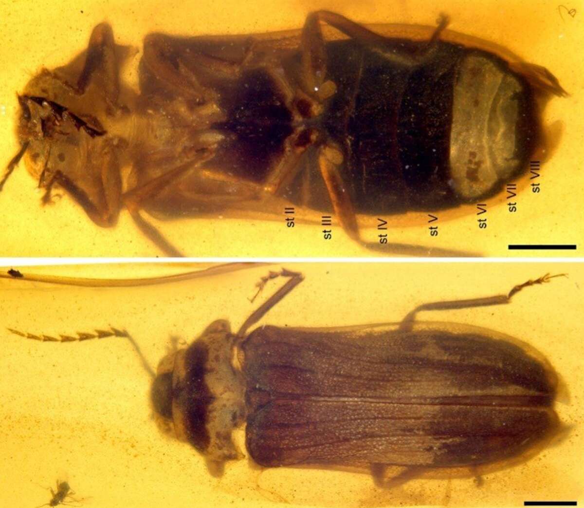 Fossil firefly trapped in amber unravels origins of glowing insects