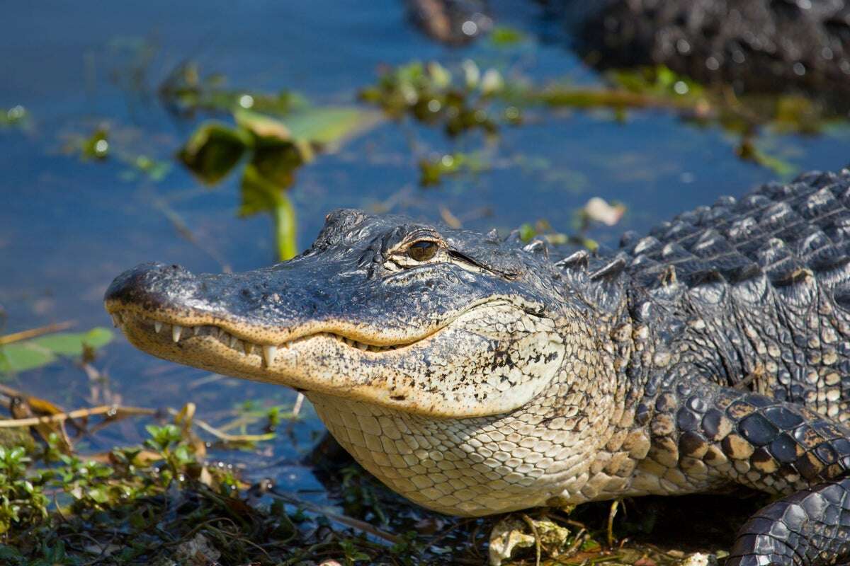 UK man fined for keeping a pet alligator called Cliff in his garden