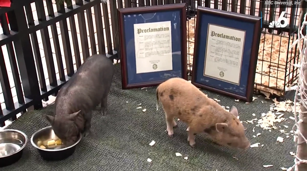 ‘Travis’ and ‘Taylor’ the Christmas pigs are pardoned
