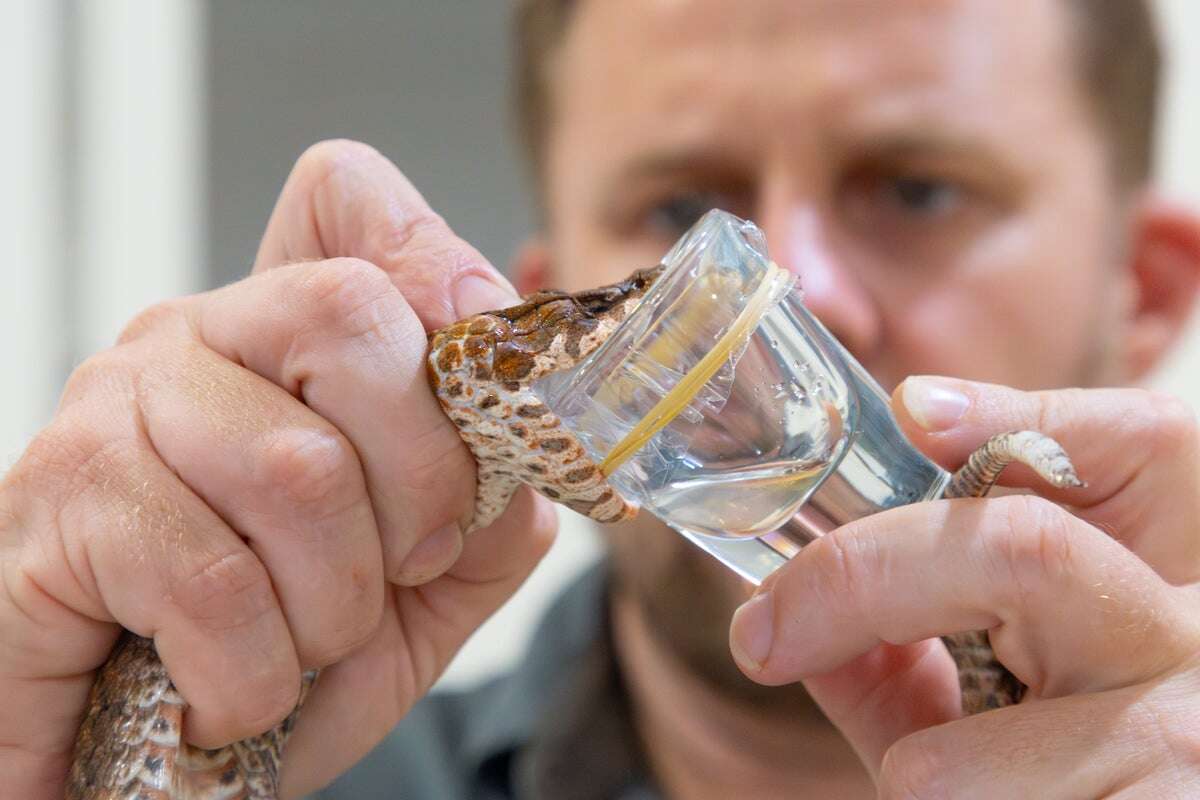 ‘Bizarre’ mutant death adder with three sharp fangs stuns experts