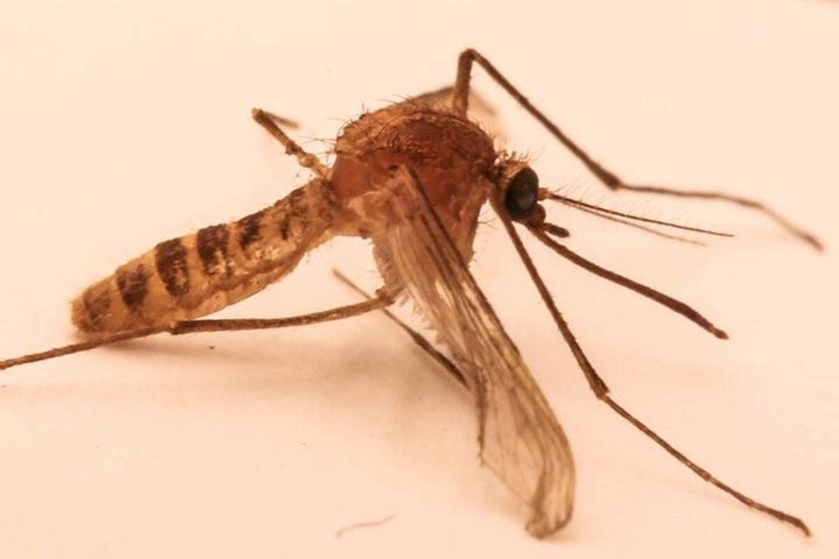 Origin of mutant London underground mosquito traced to Middle East