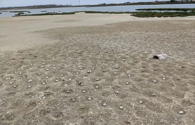 Generation of California seabirds wiped out by drone