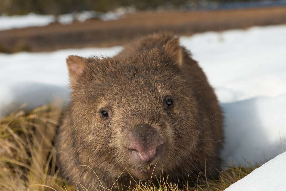 Wombat-snatching US influencer at risk of losing Australian visa