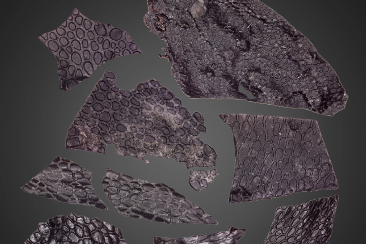 Study describes oldest known evidence of fossilised skin