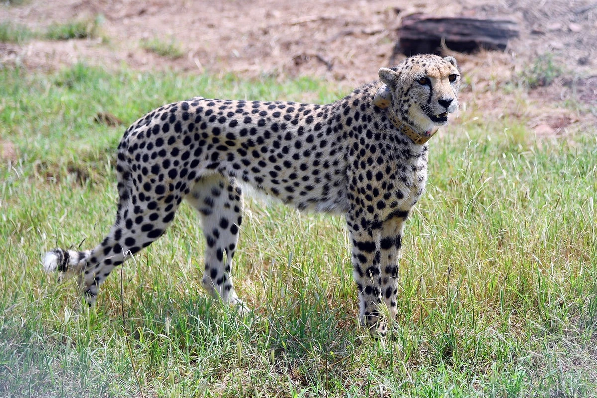 Leopard attack kills four cubs in blow to India’s cheetah project