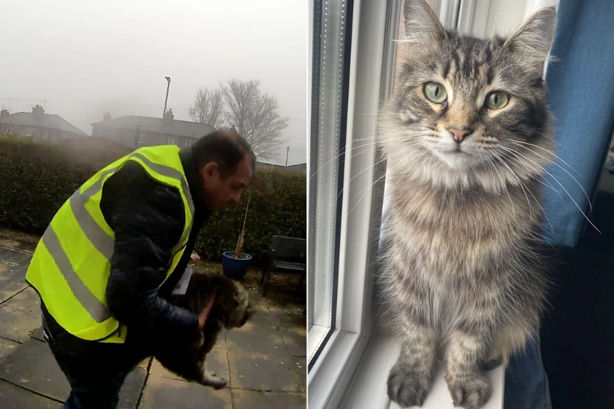 Amazon delivery driver caught stealing family cat is spared prison