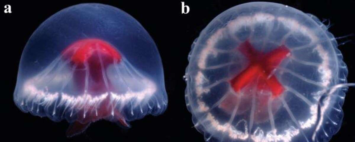 Strange new medusa jellyfish species discovered off Japan