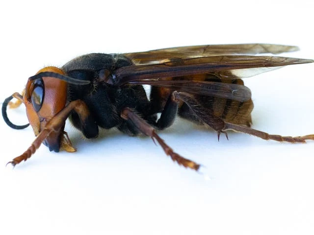 Scientists find dead murder hornet in first 2021 sighting