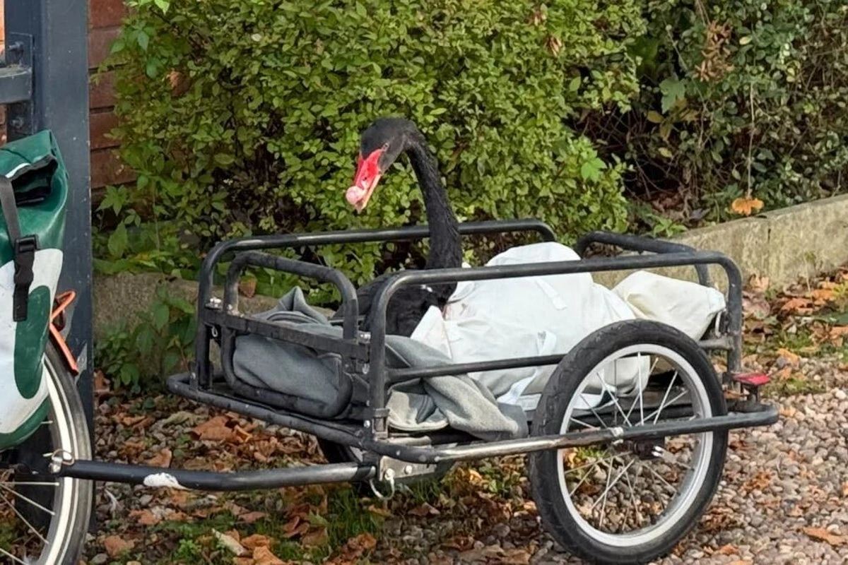 Black swan nicknamed ‘Mr Terminator’ removed from Stratford-Upon-Avon