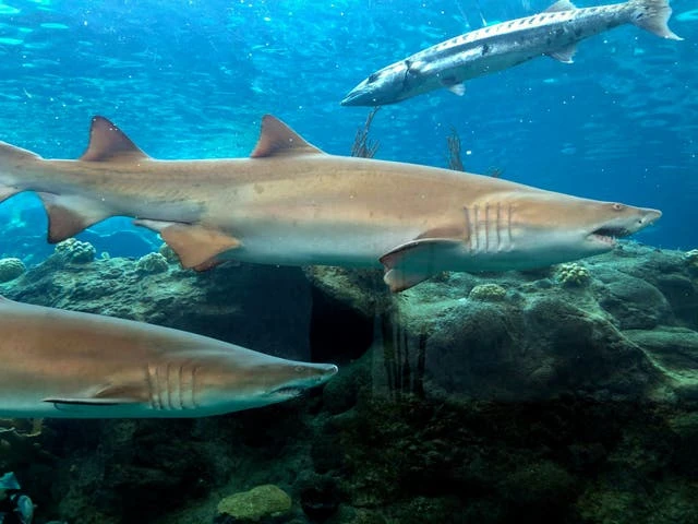 Mysterious event wiped out 70% of world’s sharks 19 million years ago