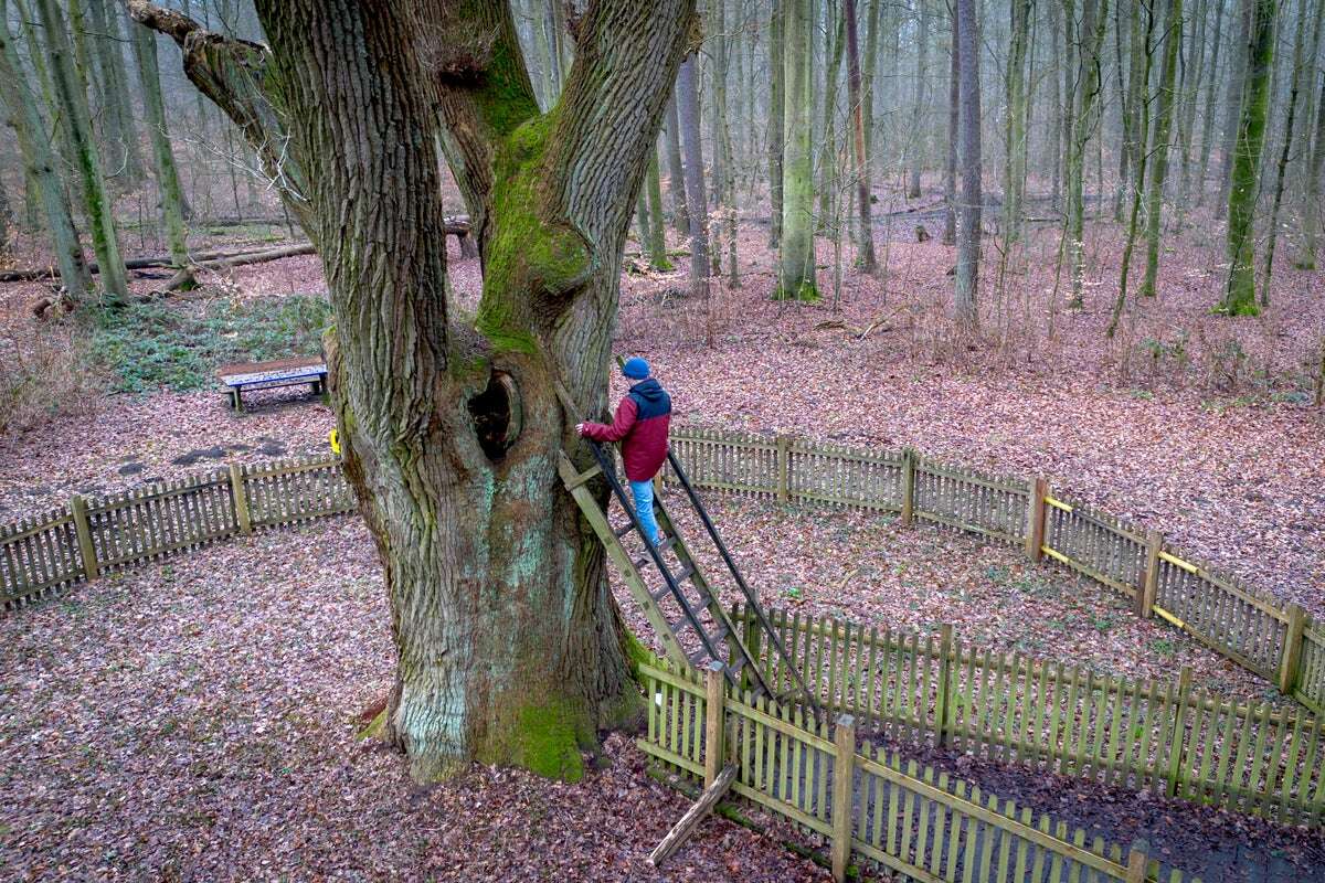 How a German tree has connected lovers for more than a century