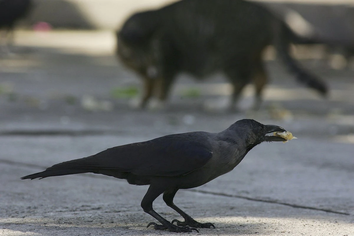 Crows can plan ahead and understand other minds