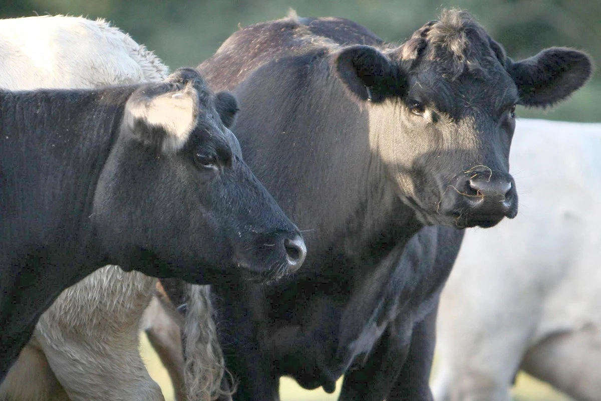 Bluetongue has been detected in England. Here’s what you should know