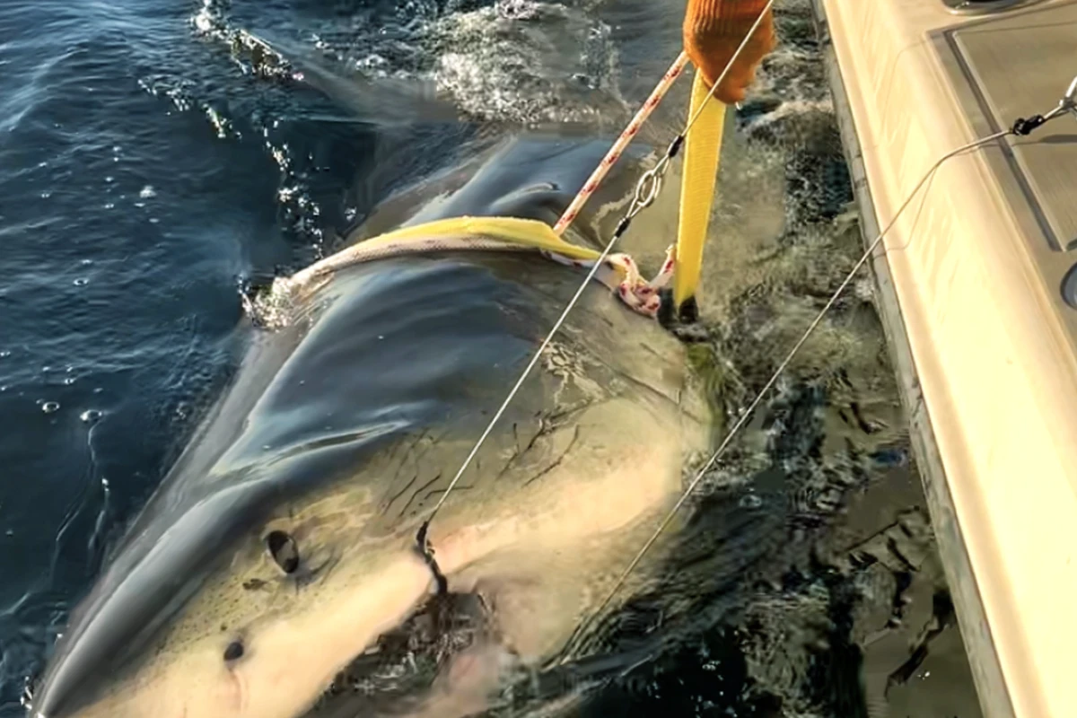 Largest great white shark tagged in Atlantic, spotted off Nantucket