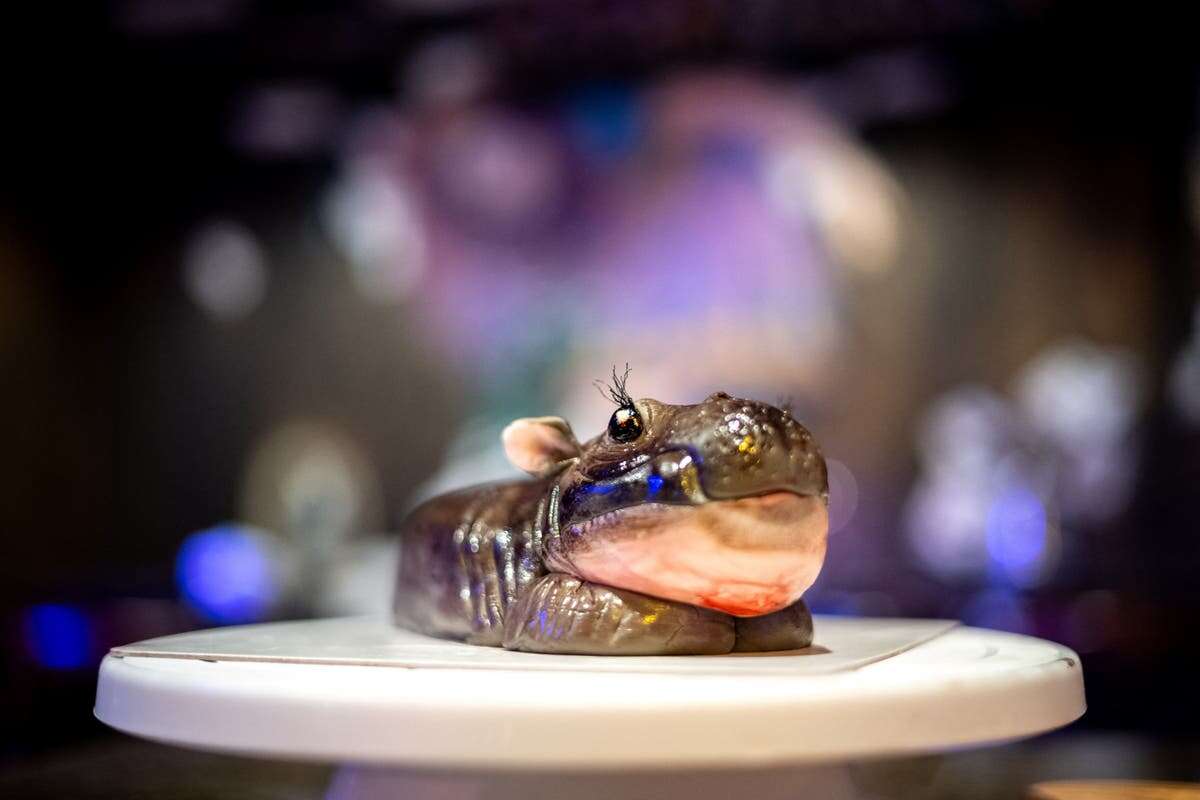 Is Moo Deng cake? Viral baby hippo becomes new inspiration for bakers