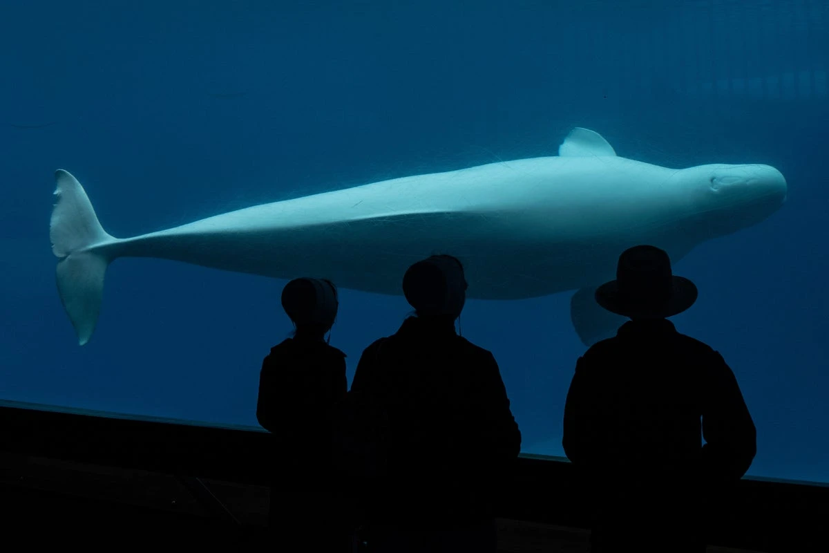 Canada blocks zoo’s deal to send its beluga whales to China