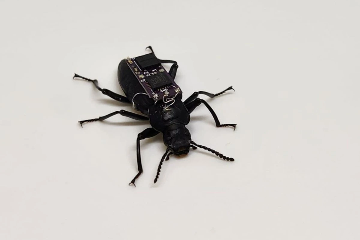 Remote-controlled ‘cyborg beetles’ could help find people under rubble