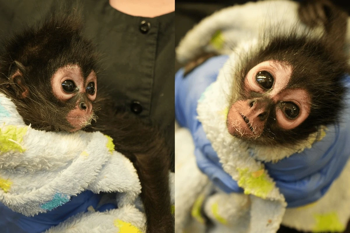 Oakland Zoo helps rescue adorable endangered spider monkey