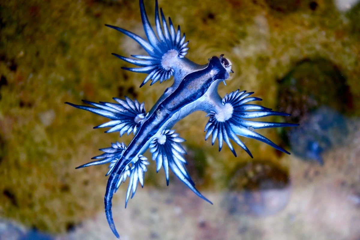 Beaches closed in Spain after dangerous creature spotted