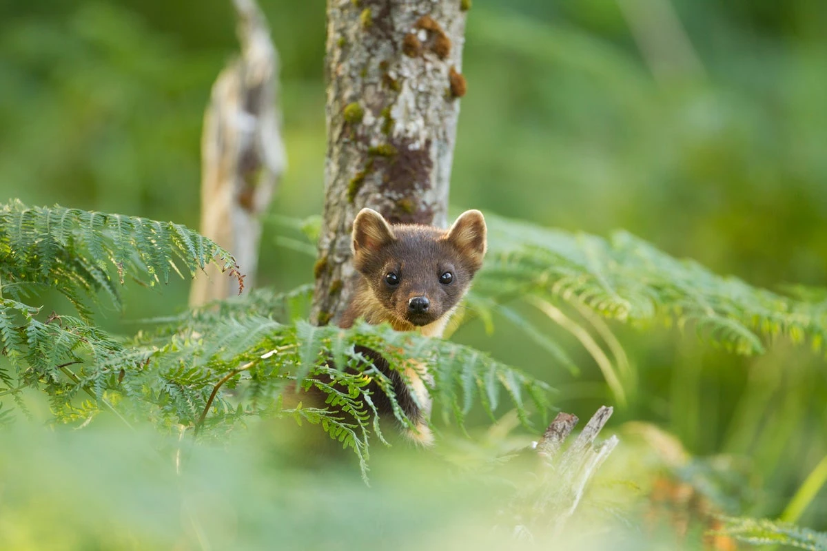 Pine marten kits spotted in national park for first time in 100 years