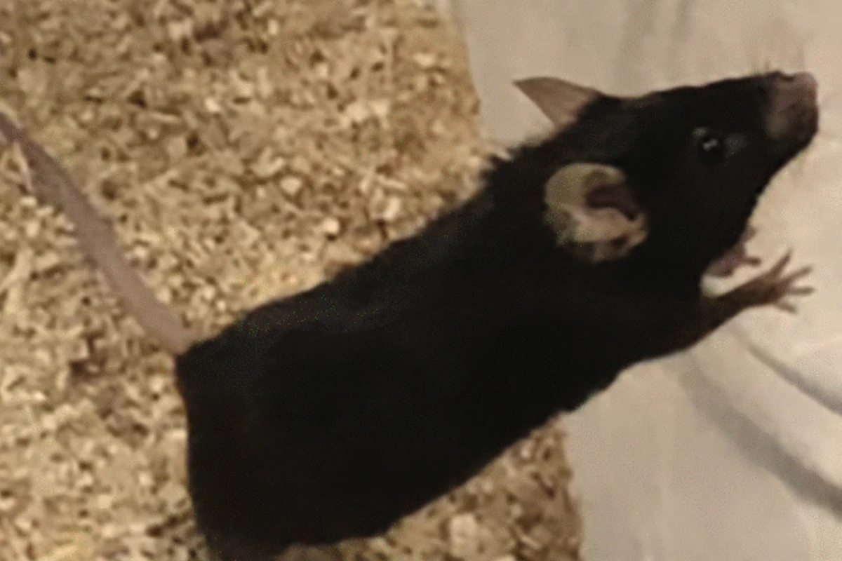 Drug combo lengthens life of frail male mice by 73%