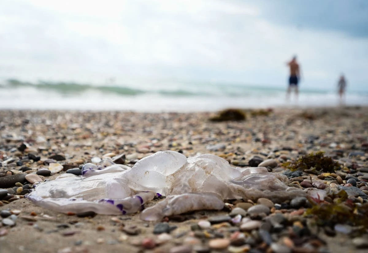 Costa Brava resorts face rising jellyfish numbers due to warming seas