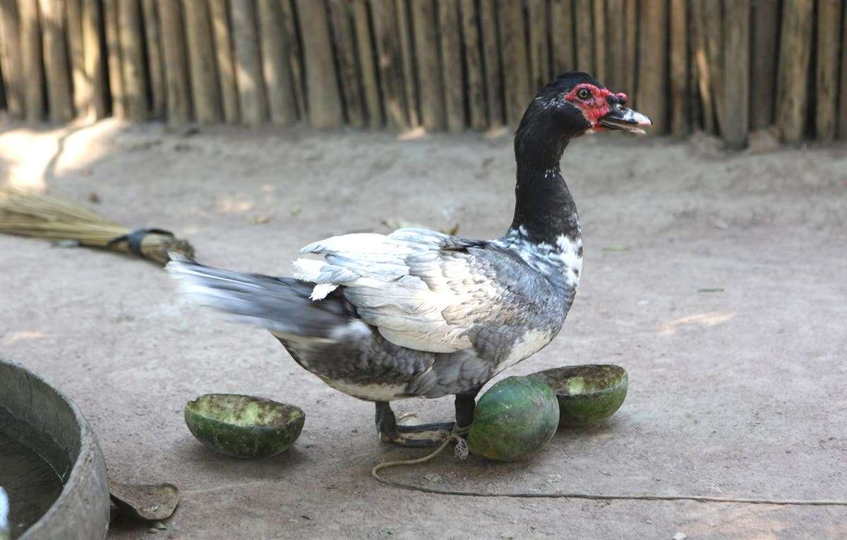 Ancient Amazon people lived in garden cities, raised ducks, study says