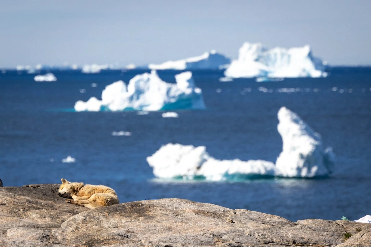 Scientists discover oldest known dog breed in Greenland