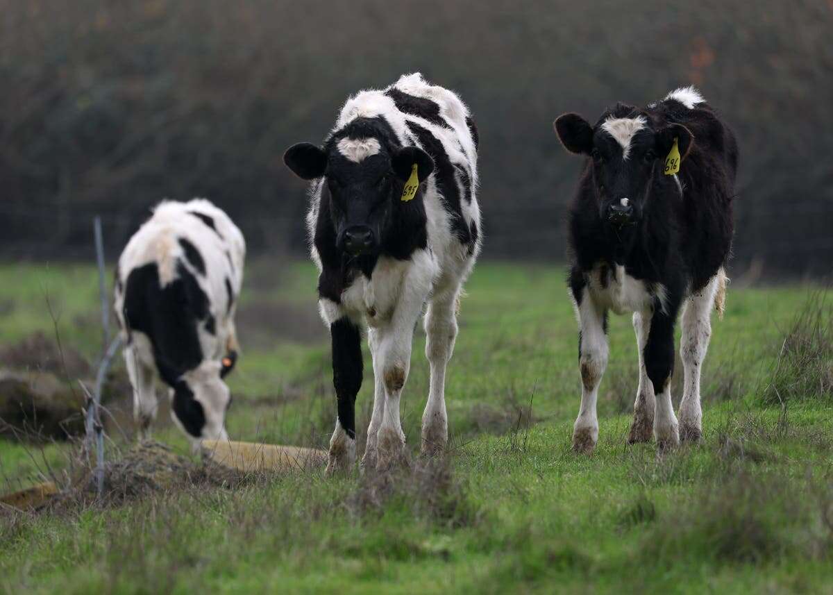 More than 70 percent of California dairy herds have bird flu