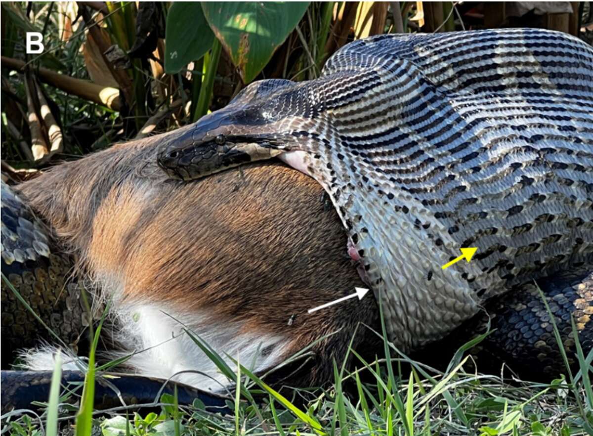 Large snakes invade Florida eating the pets