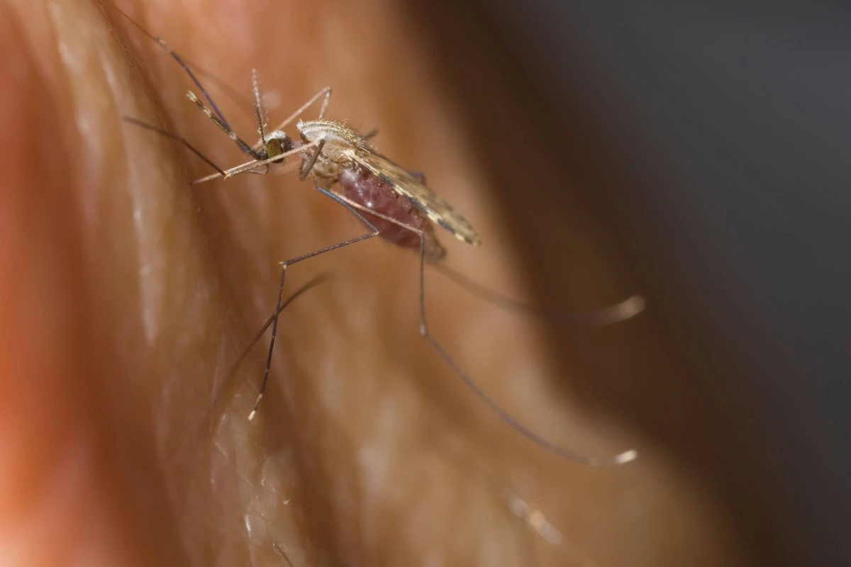 World’s largest mosquito factory fights against deadly disease