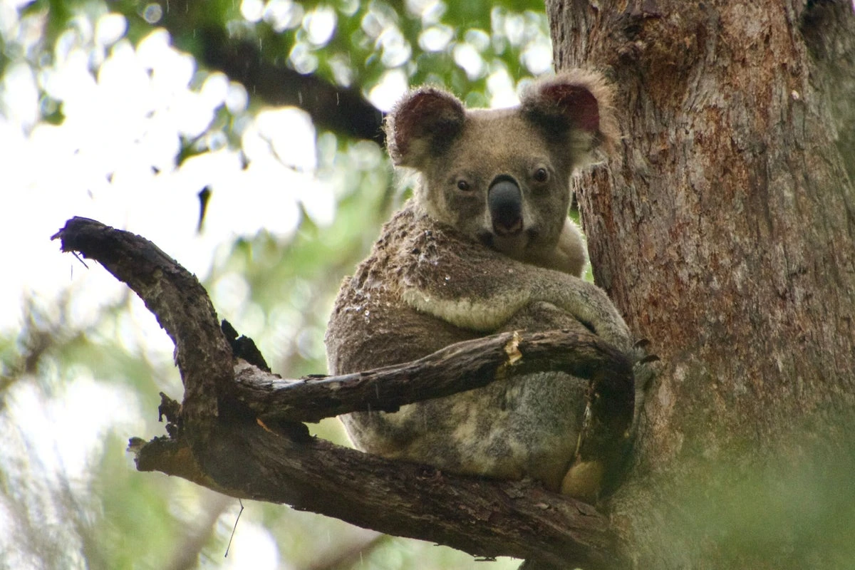 Koala bears are being shot dead out of trees from helicopters in cull