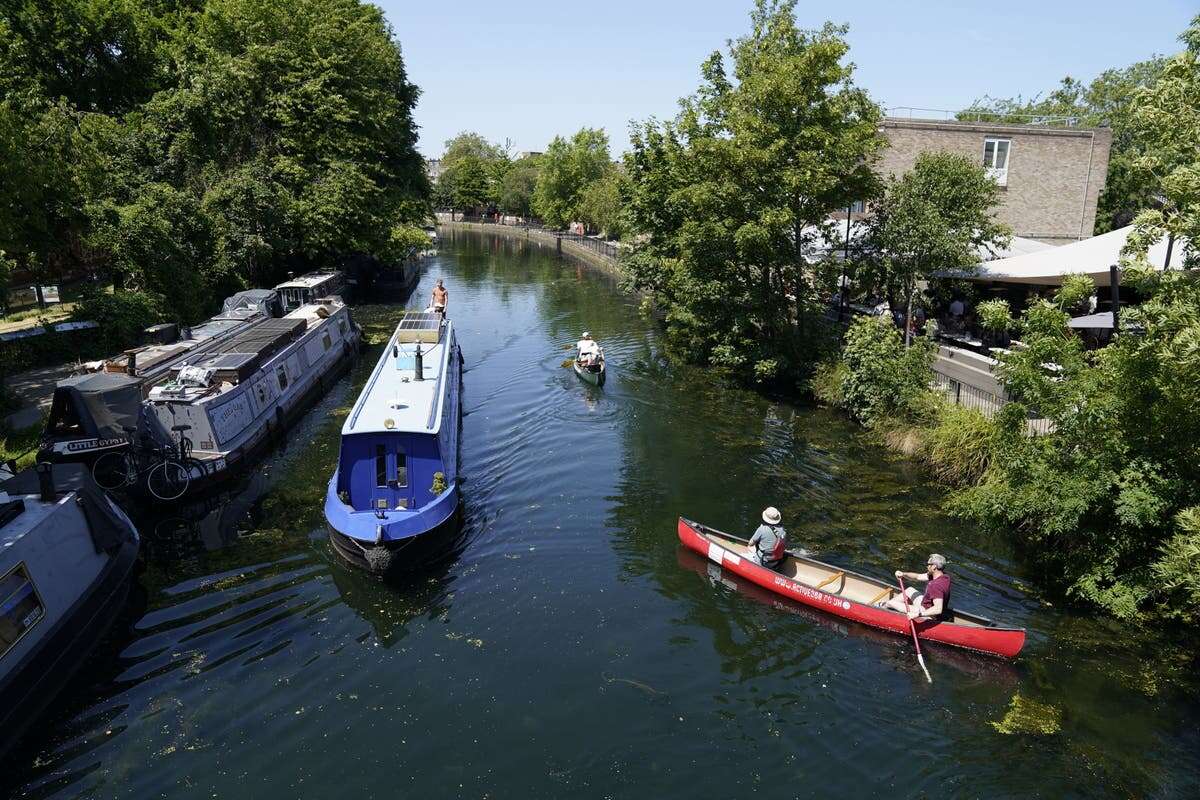 ‘Dozens’ of swans found dead in canal with Defra probe launched