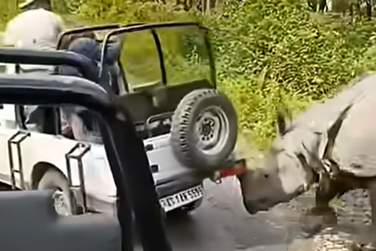 Wild rhinoceros tries to flip safari jeep in Indian park