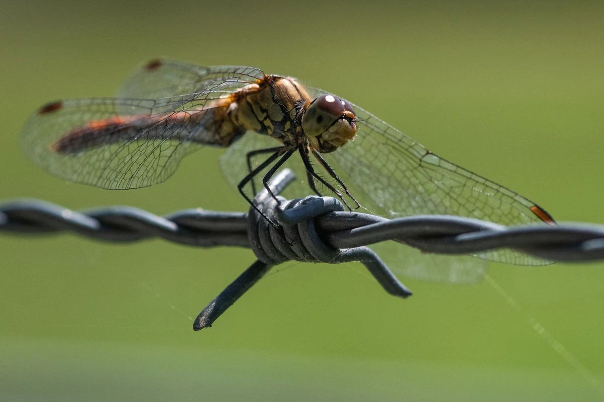 One-third of India’s dragonflies are likely extinct, survey reveals