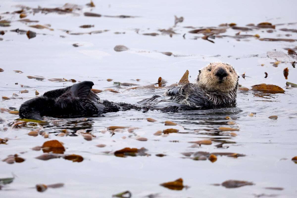 Sea otters help recover kelp forests. Now scientists know how