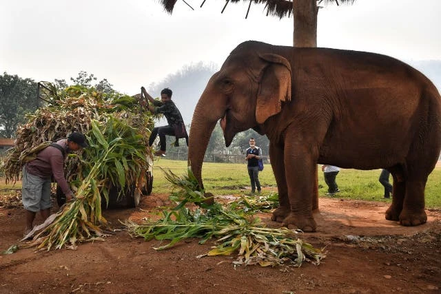 Decoding elephant trunk-use may help build new robots, say scientists