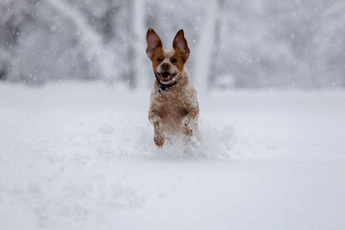 Can and should you walk your dogs in the snow?