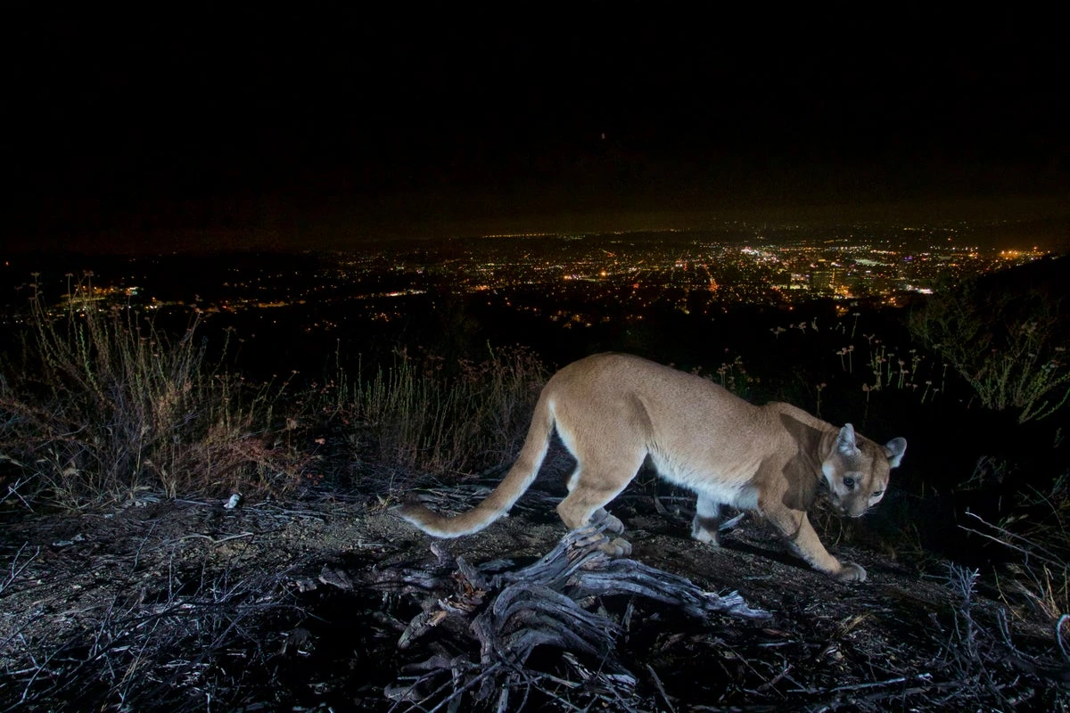 Child airlifted to hospital after National Park mountain lion attack