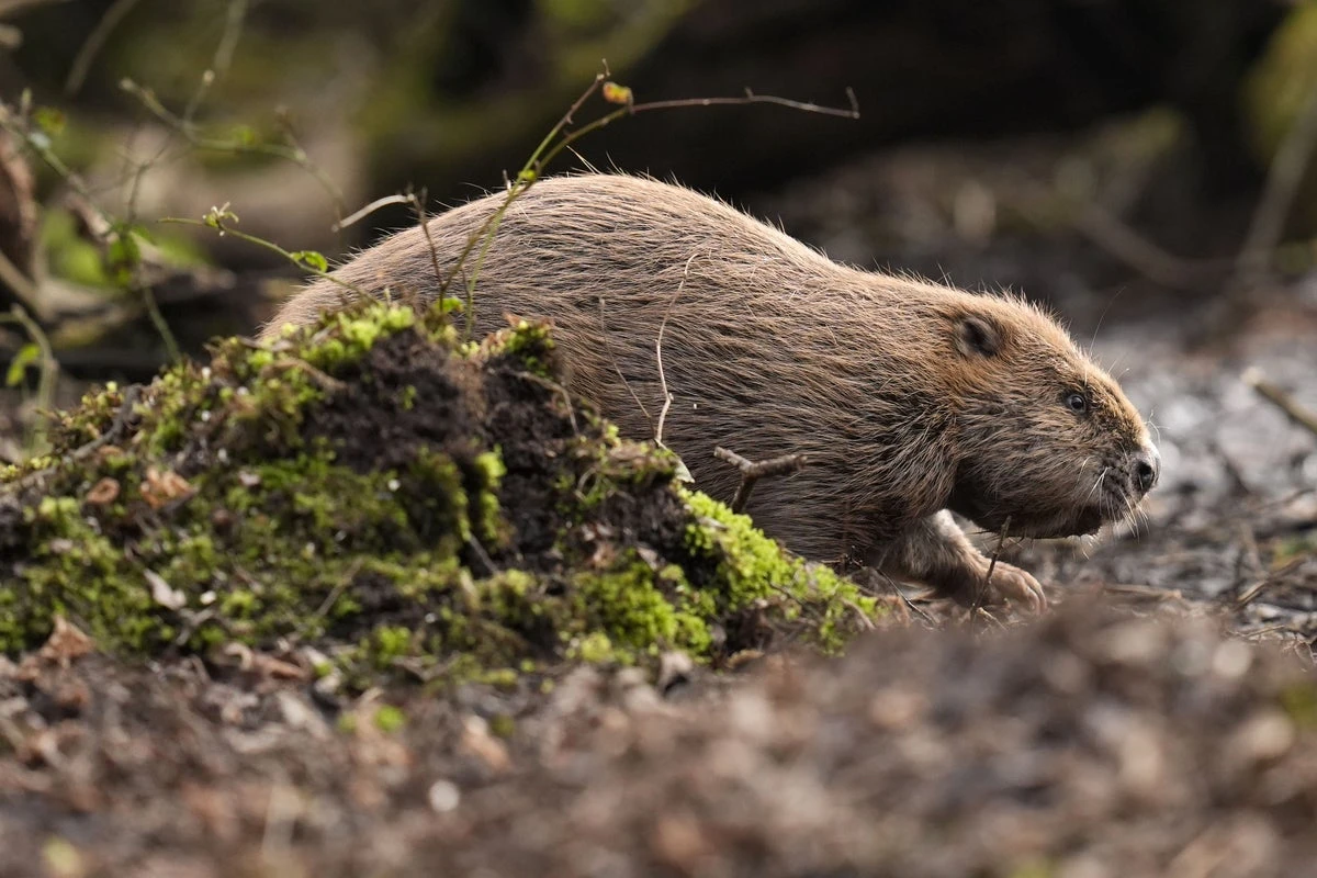 Activists illegally releasing beavers say they are doing ‘God’s work’