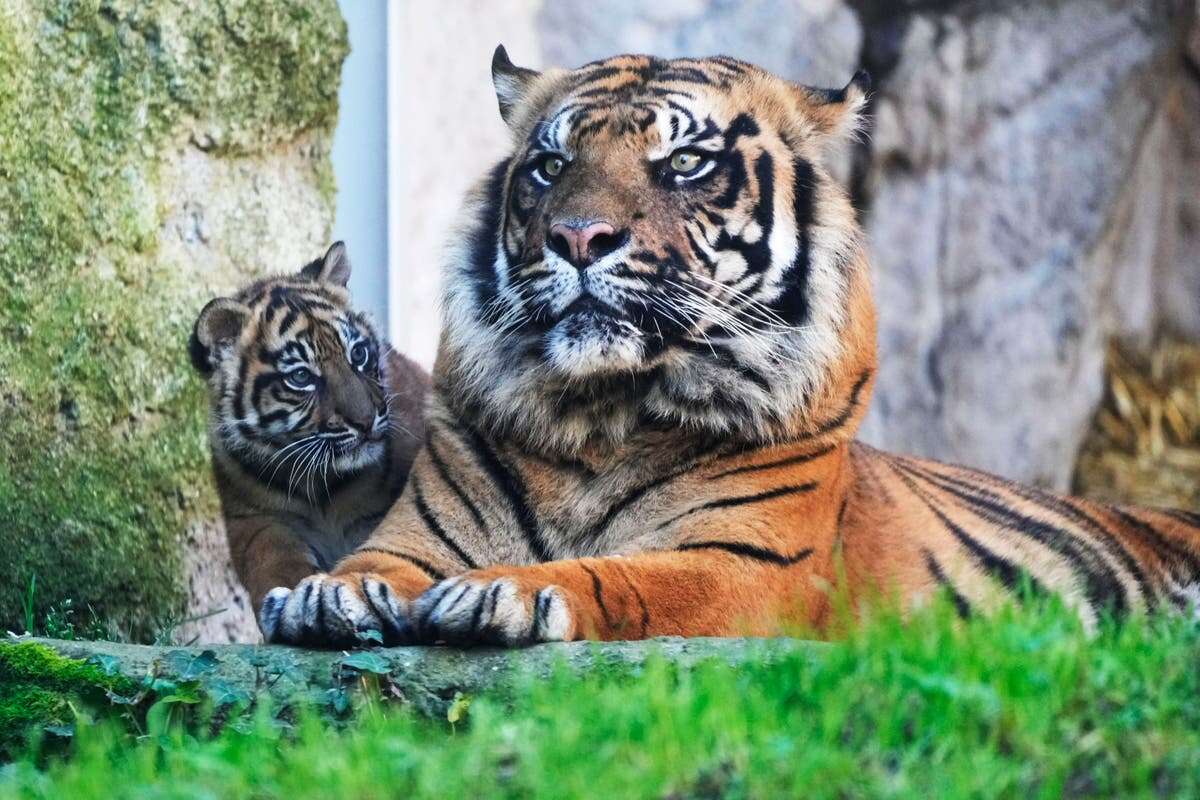 Tigers, lions and a panther die of suspected bird flu in Vietnam zoos