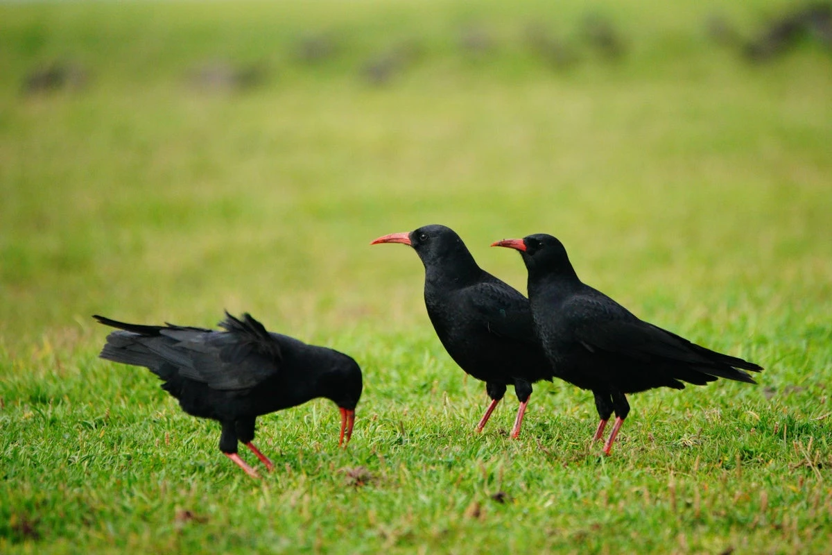 Wild-born chick takes to the skies for the first time in two centuries