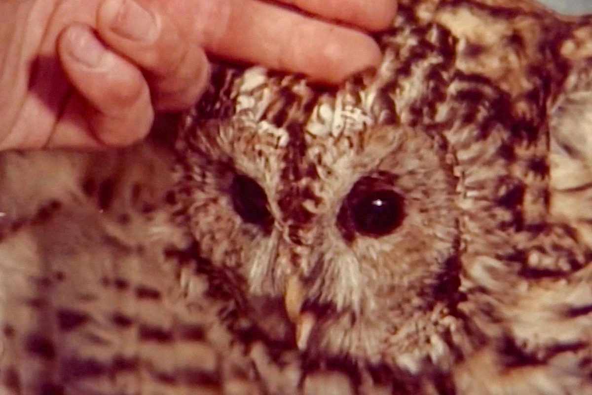 Adam Curtis on money, Taylor Swift and his eerie BBC series Shifty