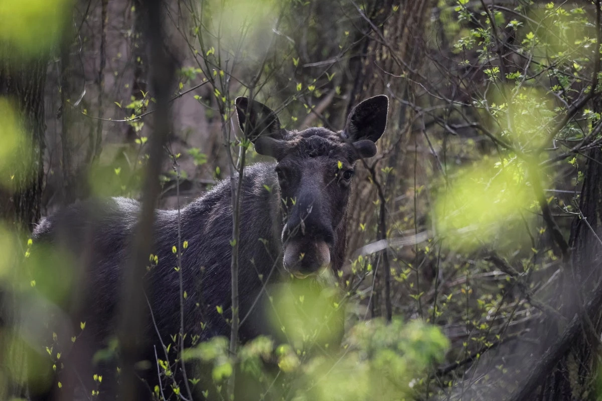 Chernobyl disaster zone has more wildlife than Ukraine’s reserves