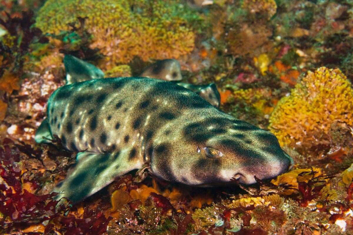 ‘Life finds a way:’ Baby shark born in tank that housed only females