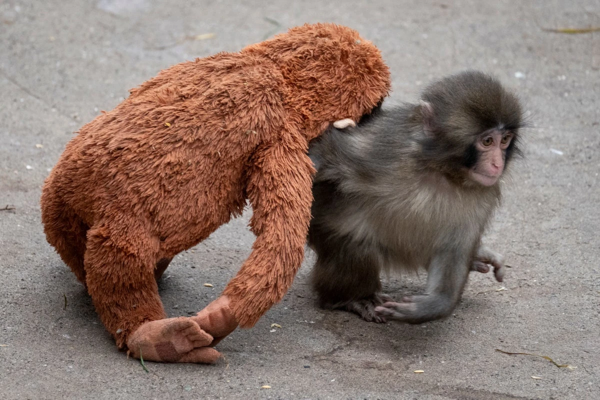 Two men arrested over intrusion into Punch the monkey’s enclosure