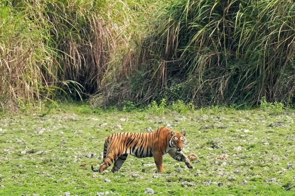 Indian reserve tigress kills forest ranger in second attack on humans