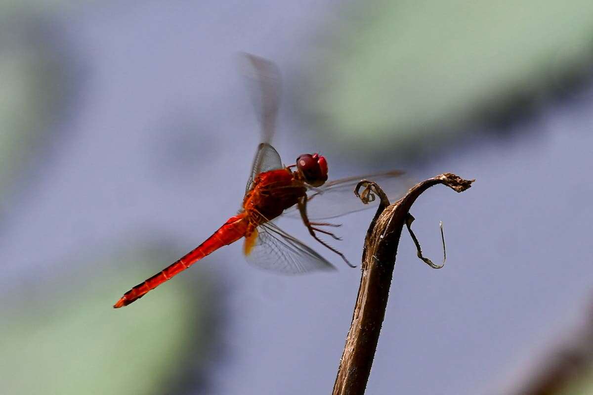 Small, quick animals perceive time faster than large ones – study